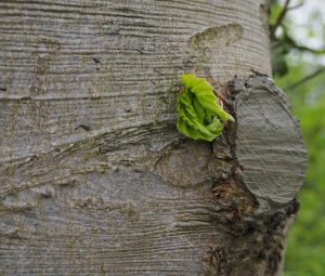 Knospendes Blatt an einem Baumstamm